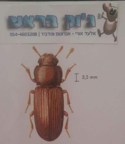 חיפושית הקמח המבולבלת - מזיק מזון